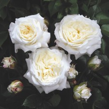 Seedling rose 