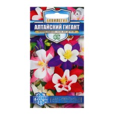 Aquilegia 