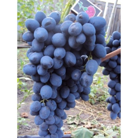 Sphinx grape seedling, 1 pc, spring 2024