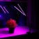 LED phytoswornia, 18 watts, 250 mm, IP66, 5 V, USB, bicoline, clothespin, with a timer