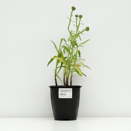Nyvynik the largest "Crazy Daisy", pot C3, 1 pc, Spring 2024-2