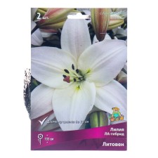 Liliya Lilia Hybrids Lithuania, 14/16 rr, 2 pcs. 135 h (cm), autumn 2024