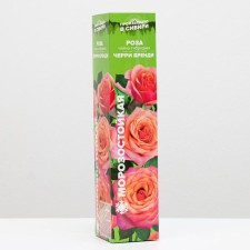 Cherry Brandy Rosa seedling, spring 2024, 1 pc.
