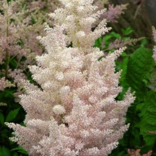 Astilba Hybrid Unique Salmon, C1.5 pot, H10-50 height, 1 pc, summer 2024