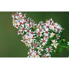 Astra Bokotsvetka Prince, rr I, 1 pc, spring 2025