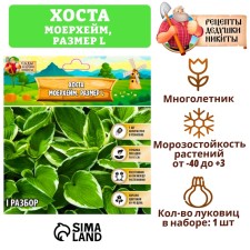 Хоста "Moerheim", р-р I, размер L,1 шт,