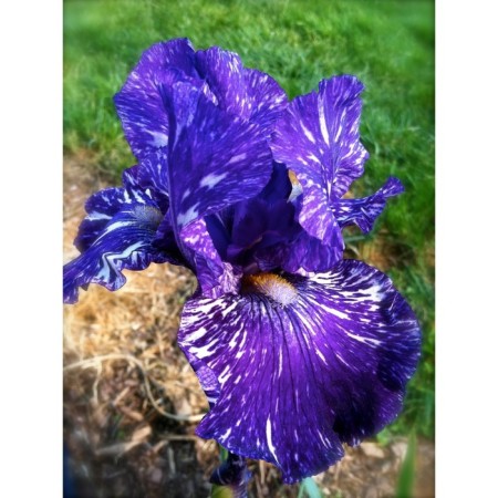 Iris bearded batik, rr I, 1 pc, spring 2024