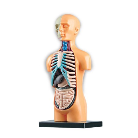 Set for experiments "human anatomy"-1