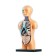 Set for experiments "human anatomy"