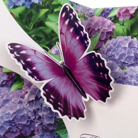The complex is a complex "Happy Birthday!" Hydrangea, a5-3