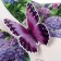 The complex is a complex "Happy Birthday!" Hydrangea, a5