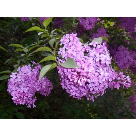 Sahenian Lilac Chinese "Saugeana", pot P9, summer 2024