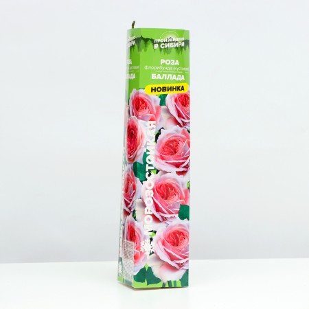 Seedling rose Floribunda (bush) ballad, 1 pc, spring 2024-1