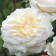 Rosa Wight Rabbit, spring 2024, 1 pc.