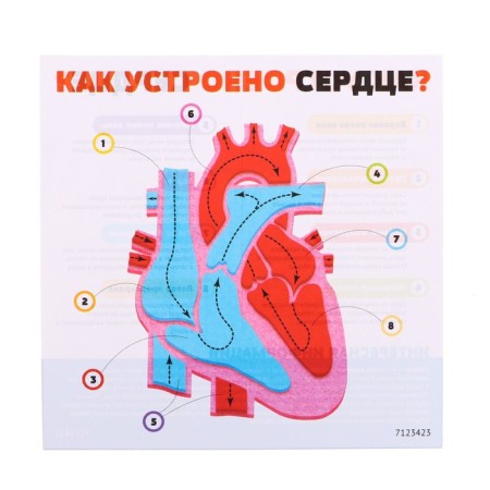 Set for experiments "My body", heart-5