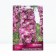 Delphinium Pacific Maginum Fauntein Pink, Rr. I, 1 pc, spring 2025