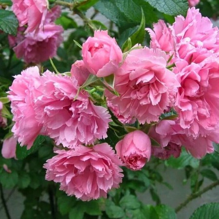 Seedling rose "Pink Grotentorst", tube, spring 2025