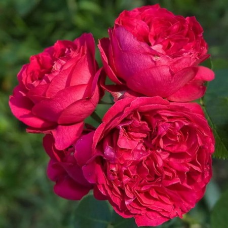 Seedling rose "Eric Taberly", tube, spring 2025