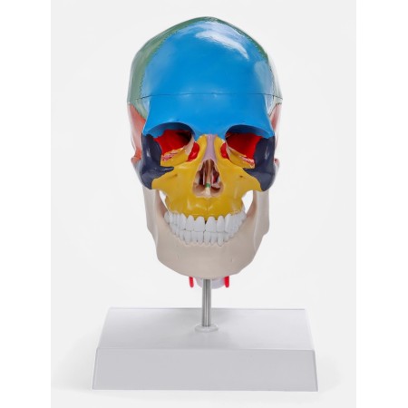 Matcage "Skull with the brain" Disassembly 27*19*12cm