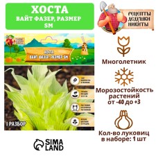 Хоста "White Feather ®", р-р I, размер SM,1 шт,