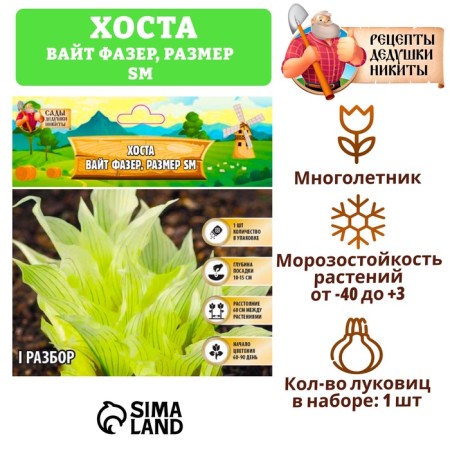 Хоста "White Feather ®", р-р I, размер SM,1 шт,