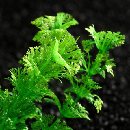 The artificial aquarium bush, 10 cm, green-2