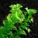 The artificial aquarium bush, 10 cm, green