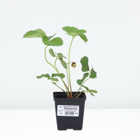 Strawberries Garden Fernando, P9 Pot, 1 pc, summer 2024-2
