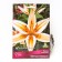 Lilia Asian Orinj Electric, 14/16 rr, 2 pcs. 100 h (cm), autumn 2024