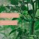 Garters for plants, length 9 cm, set 50 pcs., Greengo