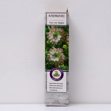 Clematis large-flowered 