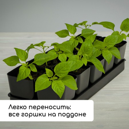 Set for seedlings: glasses of 700 ml (10 pcs), pan 44 × 18 cm, black, Greengo-6