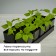 Set for seedlings: glasses of 700 ml (10 pcs), pan 44 × 18 cm, black, Greengo