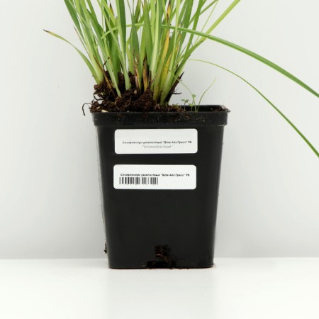 Sisirinhium narrow -leaved "Blue Aise Grass", P9 pot, 1 pc, spring 2024-3