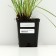 Sisirinhium narrow -leaved "Blue Aise Grass", P9 pot, 1 pc, spring 2024