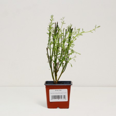 SAGNITE RAKETEN "MOYCLARE Pink", pot P9, Summer 2024-2