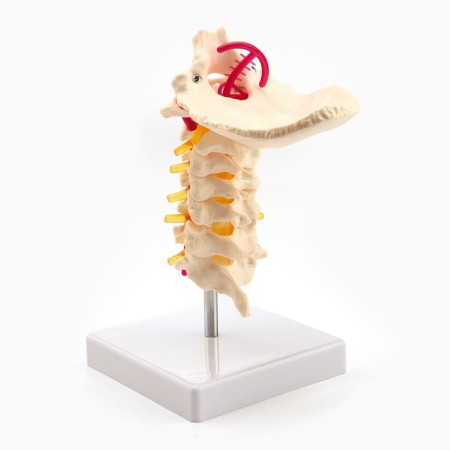 Layout "spine. Cervical section" 15*14cm-1