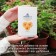 Purshat-Z Calveline Nourishing additive for flowers, 700g