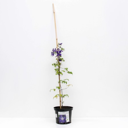 Clematis large-flowered rapsodi, C2 pot, H20-40 height, 1 pc, summer 2024-1