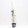 Clematis large-flowered rapsodi, C2 pot, H20-40 height, 1 pc, summer 2024