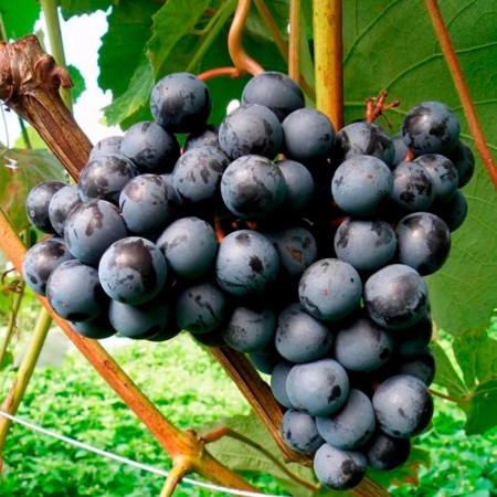 Grapes seedling "Yuodup", tube, spring 2025