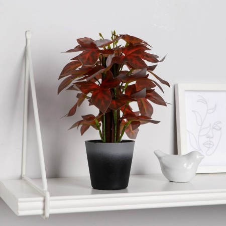 Bonsai in the pot "Oksalis" 9x22 cm