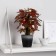 Bonsai in the pot "Oksalis" 9x22 cm