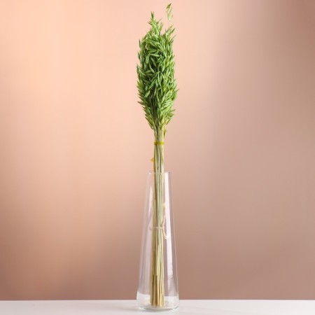 Set of dried flowers "oats", banch length 60-65 (+/- 6 cm), green