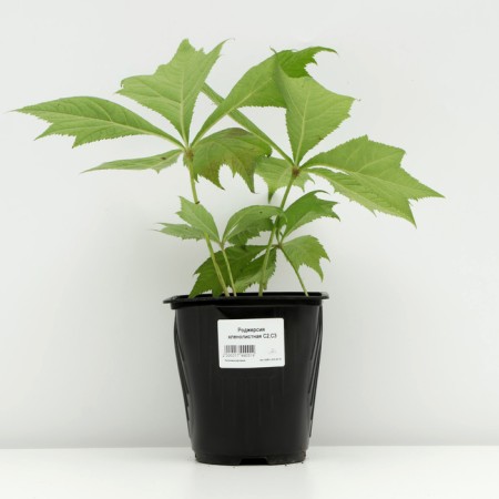 Rogersia Klenolite, pot C3, 1 pc, spring 2024-2