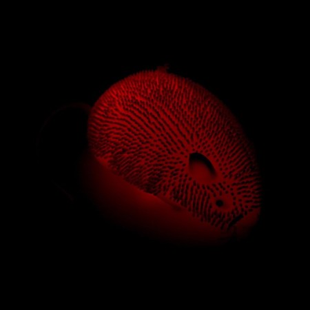Hedgehog "mouse" light, color mix-3
