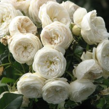 Seedling rose 