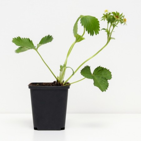 Strawberry garden Jolie, p9 pot, 1 pc, summer 2024-1
