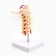 Layout "spine. Cervical section" 15*14cm