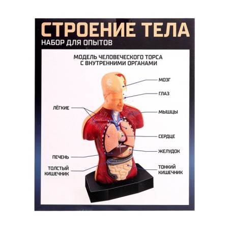 Scientific experience "Body structure"-9